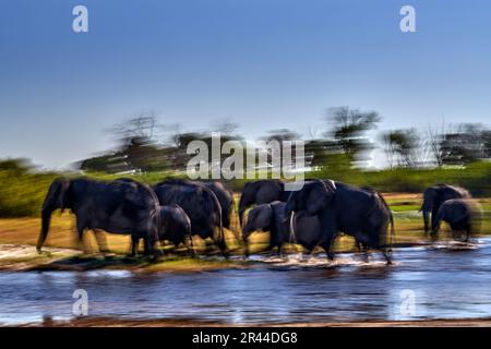 Sfocatura spostare arte natura, attraversamento del fiume lefant. Fiume Khwai con mandria di elefanti. Fauna selvatica scena dalla natura. Una mandria di elefanti africani che bevono a w Foto Stock