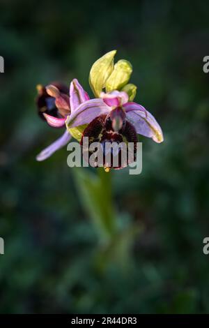 Ophrys bertolonii, fiore ibrido Gargano in Italia. Fioritura orchidea selvatica terrestre europea, habitat naturale. Bellissimo dettaglio di fioritura, scena primaverile Foto Stock