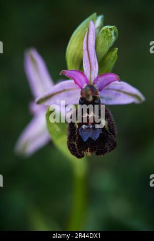 Ophrys bertolonii, fiore ibrido Gargano in Italia. Fioritura orchidea selvatica terrestre europea, habitat naturale. Bellissimo dettaglio di fioritura, scena primaverile Foto Stock