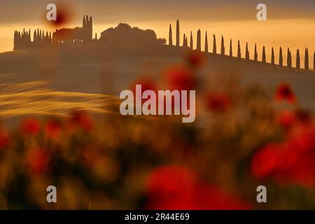 Italia natura. Vista panoramica del tipico paesaggio toscano, paese con colline al tramonto, Italia. Corn poppy fiel rosso, retroilluminazione mattutina. Foto Stock