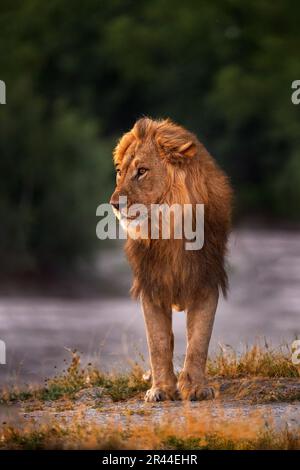 Acqua di bevanda del leone, Savuti, Chobe NP in Botswana. Stagione calda in Africa. Leone africano, maschio. Flora e fauna del Botswana. Giovane maschio vicino al buco dell'acqua. Foto Stock