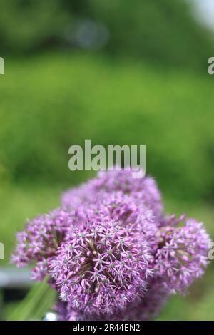 Bouquet Allium. Sullo sfondo del parco. Lo sfondo è sfocato. Primo piano. Foto Stock