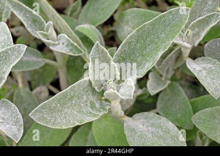 Hedgenettle di lana di agnello, Stachys byzantina. Primo piano immagine macro delle lamelle Foto Stock