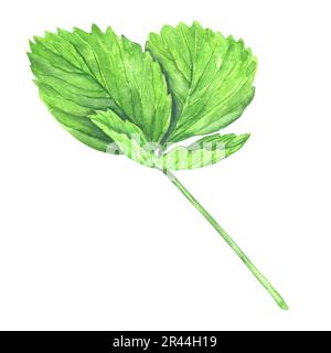 Foglia di fragola verde isolata su sfondo bianco, illustrazione acquerello botanico. Per cartoline, pacchi, cartoline, logo, dessert. Foto Stock