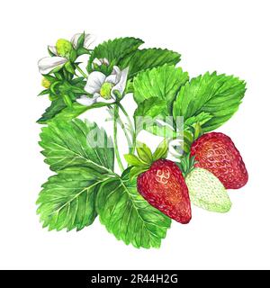 Cespuglio di fragole con fiori bianchi, foglie verdi e fragole rosse e succose. Illustrazione acquerello isolata su sfondo bianco. Stampa di frutta. Foto Stock