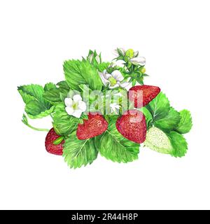 Cespuglio di fragole con fiori bianchi, foglie verdi e fragole rosse e succose. Illustrazione acquerello isolata su sfondo bianco. Stampa di frutta. Per po Foto Stock