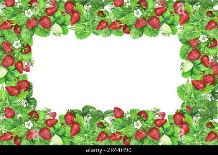 Banner telaio da cespugli di fragole mature con foglie verdi e fiori bianchi. Illustrazione acquerello isolata su sfondo bianco. Foto Stock