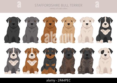 Cucciolo di toro di Staffordshire. Diverse varietà di cappotto colore bulli cani set. Illustrazione vettoriale Illustrazione Vettoriale