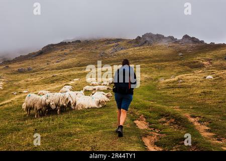 Pellegrino camminando accanto ad un gregge di pecore lungo la via di San James. Il gregge misto di pecore e capre che pascolano su prato nei Pirenei francesi Foto Stock