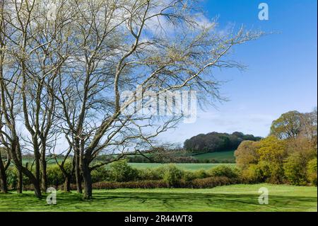 Il parco pubblico Westwood e il campo da golf si affacciano su terreni agricoli e campi falciati da alberi che germogliano foglie in primavera sotto il cielo blu a Beverley, Regno Unito. Foto Stock