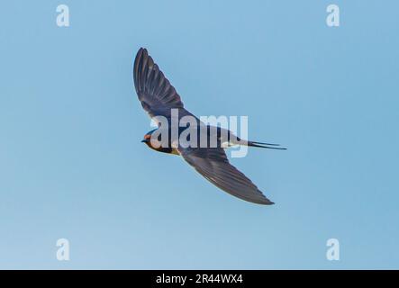 Un volo di swallow, Arnside, Milnthorpe, Cumbria, Regno Unito Foto Stock