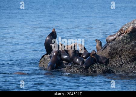 Colonia di leoni marini della California su una roccia Foto Stock