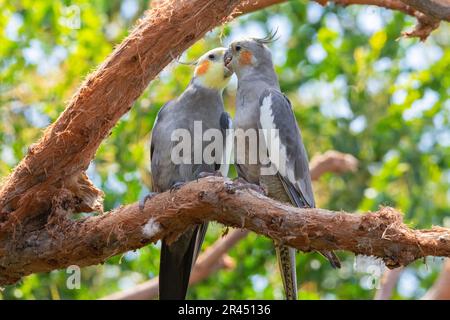 Un paio di pappagalli cockatiel arroccato su un ramo di albero Foto Stock