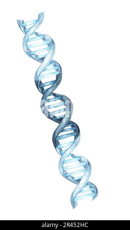 elica del dna. Illustrazione a acquerello disegnata a mano, isolata su sfondo bianco Foto Stock