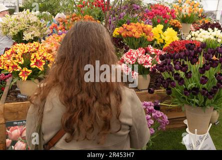 Chelsea Flower Show 2023 - una donna, vista posteriore, guardando i fiori di tulipano all'interno del Great Pavilion, Londra UK Foto Stock