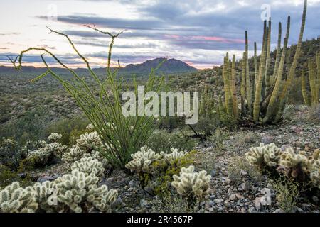 Diverse specie di cactus in paesaggi panoramici, deserto di sonora, Cactus di Organ Pipe, Monumento Nazionale, Ajo, Lukeville, Arizona, Stati Uniti Foto Stock