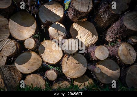 Un mucchio di legno appena tagliato accatastato l'uno sopra l'altro in una foresta Foto Stock