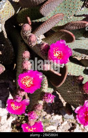 Cactus di coda di cavallo (Opuntia basilaris) in fiore. I fiori selvatici primaverili fioriscono nel deserto, vicino a Oatman, Arizona, USA, in una bella giornata primaverile. Foto Stock