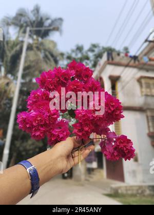 Una persona sorride e presenta un grande bouquet colorato di fiori di buganvillea Foto Stock