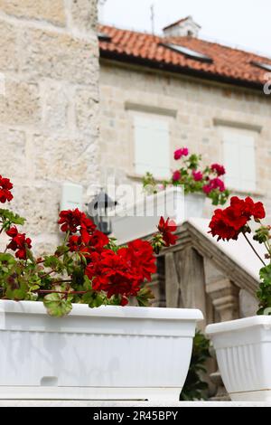 Pelargonio rosso nel giardino. Fiori di geranio rosso nel giardino estivo. Sfondo floreale. Fiori di geranio riccamente fiorente su rotaie nelle strade di A. Foto Stock