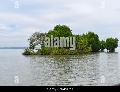 Un albero di mangrovia rosso che cresce in acqua Foto Stock