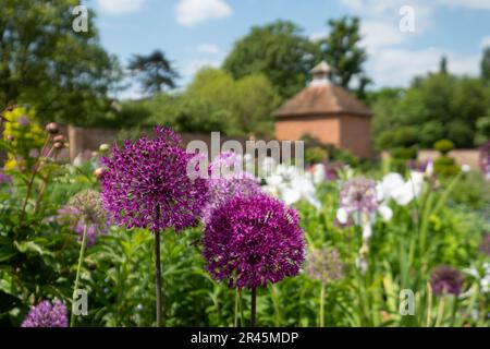 Splendidi fiori sferici di allio viola nel giardino murato dello storico giardino murato Eastcote House, Eastcote Hillingdon, Regno Unito. Foto Stock