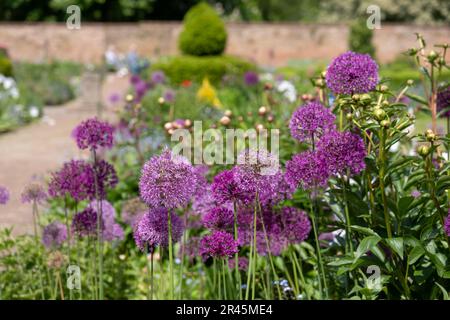 Splendidi fiori sferici di allio viola nel giardino murato dello storico giardino murato Eastcote House, Eastcote Hillingdon, Regno Unito. Foto Stock