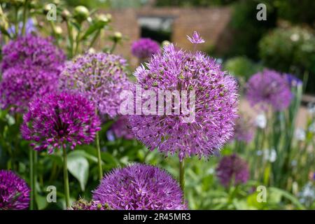 Splendidi fiori sferici di allio viola nel giardino murato dello storico giardino murato Eastcote House, Eastcote Hillingdon, Regno Unito. Foto Stock