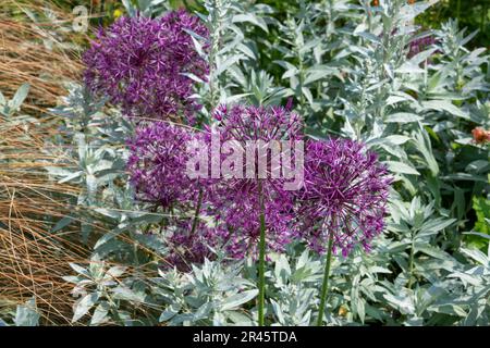 Primo piano dei fiori viola dell'allio con uno sfondo di Artemisia ludoviciana Valerie Fennis in argento. Foto Stock