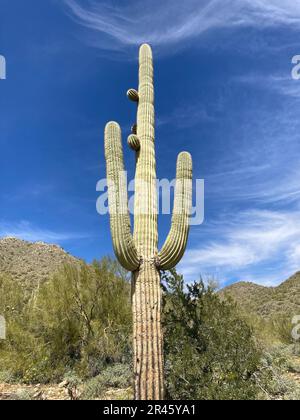 Un grande cactus di Saguaro si erge con orgoglio sullo sfondo di un cielo blu brillante Foto Stock