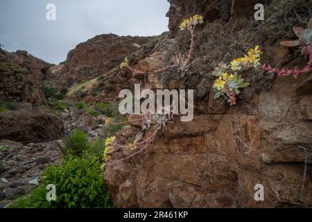 La vita di Greene, Dudleya greenei, dall'isola di Santa Cruz nel Parco Nazionale delle Isole del canale, California. Una pianta rara endemica delle isole. Foto Stock