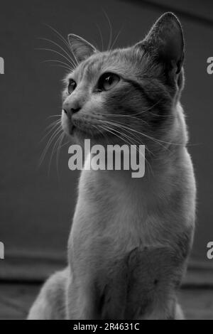 Foto ravvicinata in bianco e nero di un gatto domestico seduto a terra, guardando di lato Foto Stock