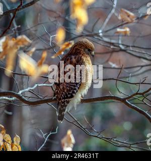 Un falco dalla coda rossa arroccato su un ramo di un albero Foto Stock