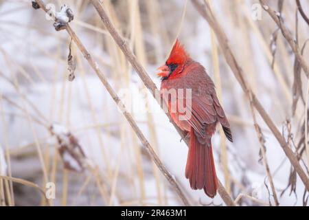 Un cardinale maschio arroccato su un ramo innevato in inverno Foto Stock