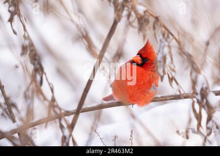 Un cardinale maschio arroccato su un ramo innevato in inverno Foto Stock