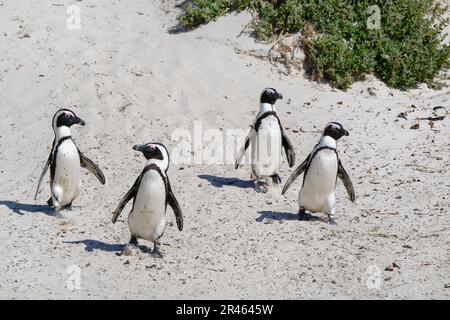 Pinguini africani (Spheniscus demersus) camminando sulla sabbia a Boulder’s Beach, Città del Capo, Sud Africa Foto Stock