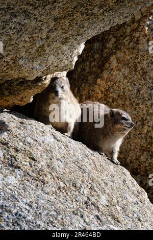 Hyraxes (Procavia capensis) sulle rocce, Boulder’s Beach, Città del Capo, Sudafrica Foto Stock