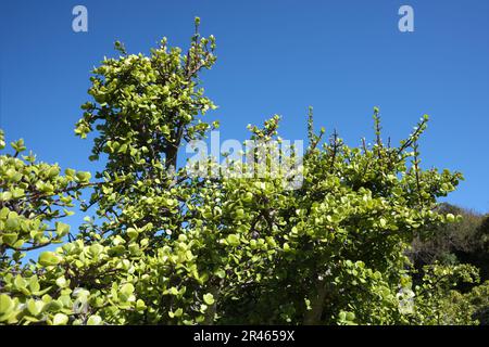 Elephant Bush (Portulacaria afra), Kirstenbosch, Città del Capo, Sudafrica Foto Stock