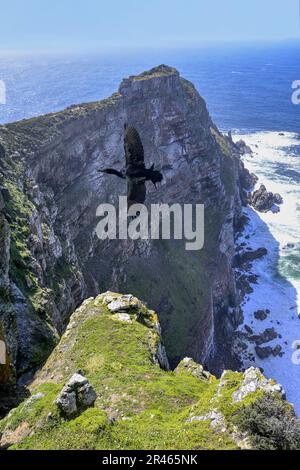 Cape Cormorant (Phalacrocorax capensis) che sorvola Cape Point, Capo di buona speranza, Città del Capo, Sudafrica Foto Stock