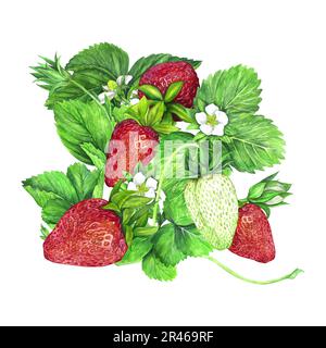 Cespuglio di fragole con fiori bianchi, foglie verdi e fragole rosse e succose. Illustrazione acquerello isolata su sfondo bianco. Stampa di frutta. Per po Foto Stock