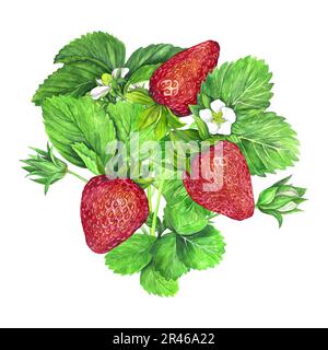 Cespuglio di fragole con fiori bianchi, foglie verdi e fragole rosse e succose. Illustrazione acquerello isolata su sfondo bianco. Stampa di frutta. Per po Foto Stock