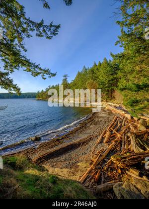 Una spiaggia appartata con un mumble di tronchi di driftwood nelle isole panoramiche del golfo della Columbia Britannica Foto Stock