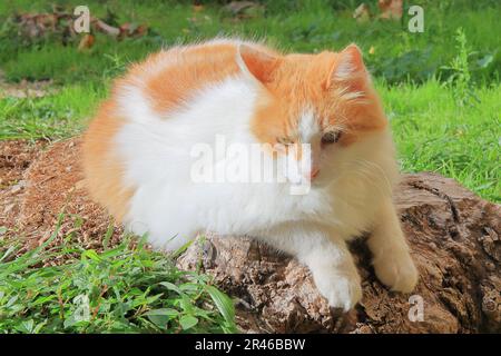 Foto scattata sull'isola di Palma di Maiorca. Nella foto, un soffice gatto bianco-rosso si crogiolava al sole. Foto Stock