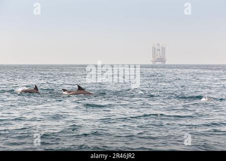 Un carro petrolifero all'orizzonte forma un'interessante giustapposizione con la fauna locale, un gruppo di delfini tursiopi, al largo dell'Isola di Hengam in Iran. Foto Stock