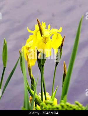 Iris pseudacorus, bandiera gialla, iride, innalza sul canale Forth e clyde Foto Stock