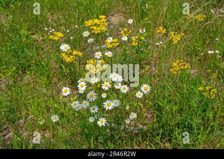 Margherite bianche e farfalle gialle fiorite con alte erbe e una piccola farfalla e insetti volanti sui fiori aperti in un campo in una giornata di sole Foto Stock