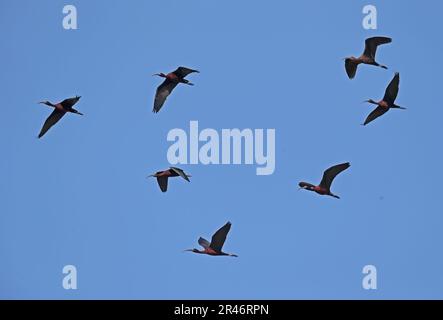 Glossy Ibis (Plegadis falcicinellus) affollano in volo Coto Donana, Andalusia, Spagna Maggio Foto Stock