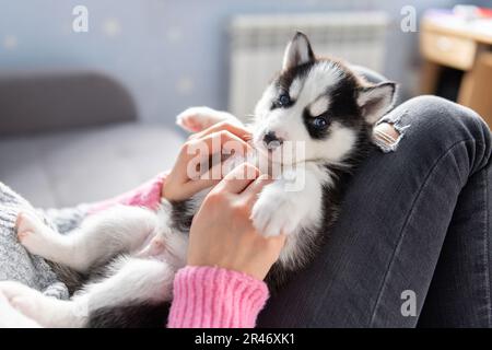Cucciolo carino e affascinante, sdraiato sulle grembo di una giovane e premurosa donna proprietaria Foto Stock