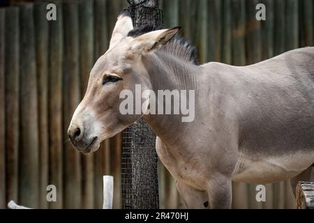 Un asino selvatico somalo (Equus africanus somaliensis) di fronte ad una recinzione Foto Stock