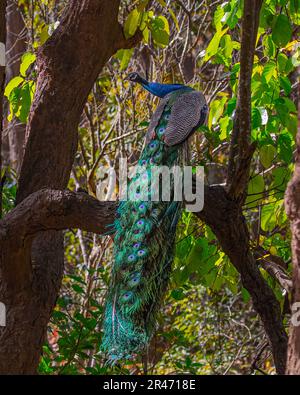 Un pavone che guarda indietro da un albero Foto Stock
